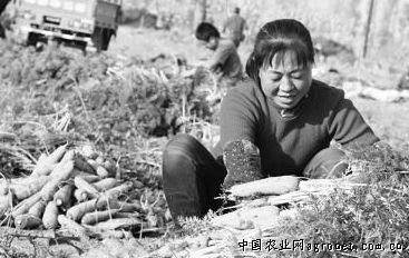 贵州岔河镇蔬菜大棚成群众增收“钱袋子”