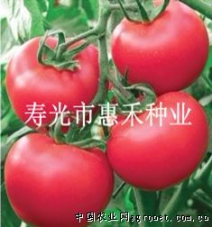 满田2199西红柿批发市场
