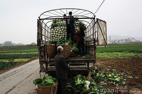山野菜种子网