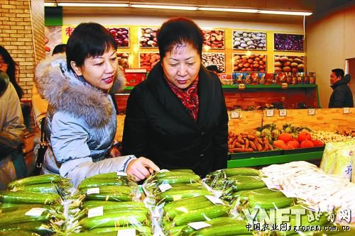 四季王白菜种子公司
