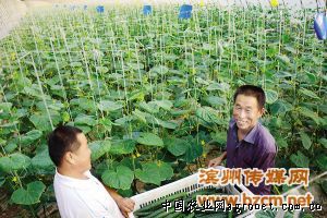 红托竹荪病虫害及防治