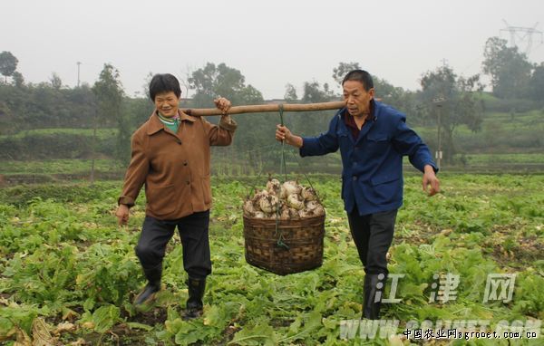 中国香菇的主产地
