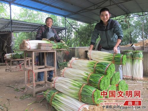 北京芽苗菜市场