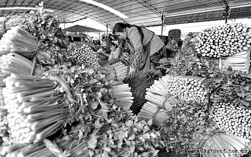 甘蔗市场分析