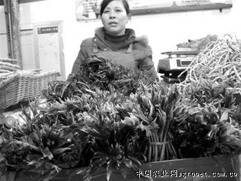 茶树菇市场多少钱一斤