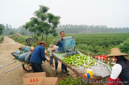 申青黄瓜种植技术