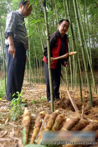 重庆竹荪种植