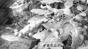 重庆金针菇种植基地