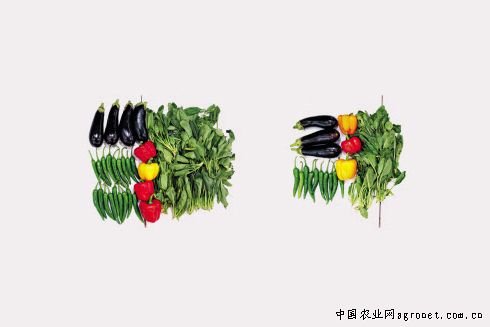 辣菜疙瘩的种植方法