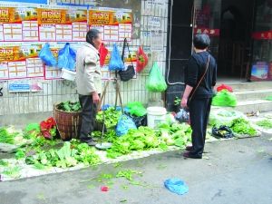 北京新4号白菜种子