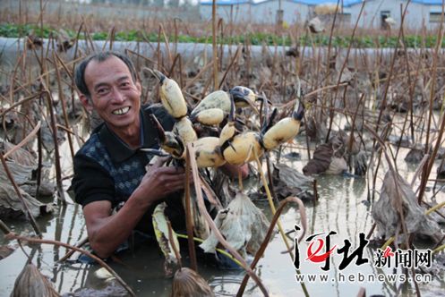 广西“种子”逐渐撒向东盟乃至国际市场
