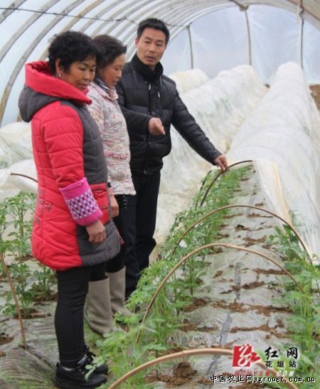 红香莴笋高产品种大全