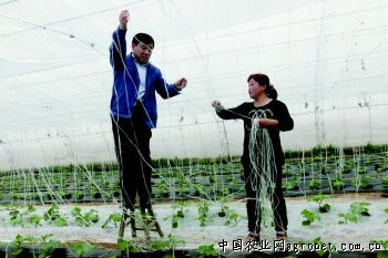 华颂33土豆种植技术