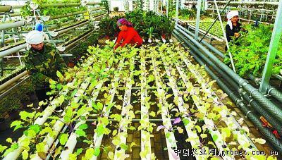 天津白菜种植技术