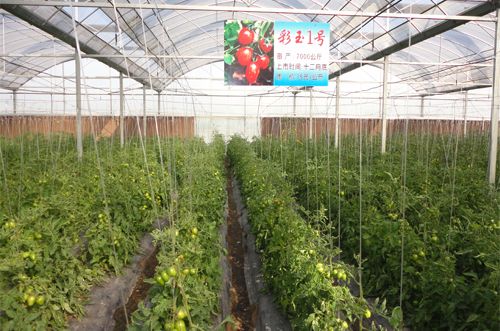白花香菜种植技术