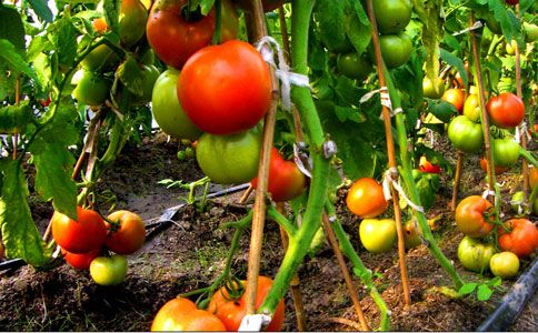 黑番茄种植技术