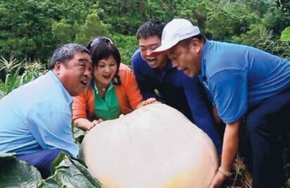 湘研辣椒品种表 种子价格