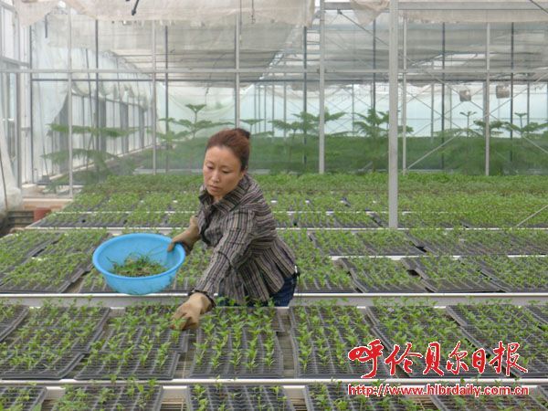 中农106黄瓜种植技术