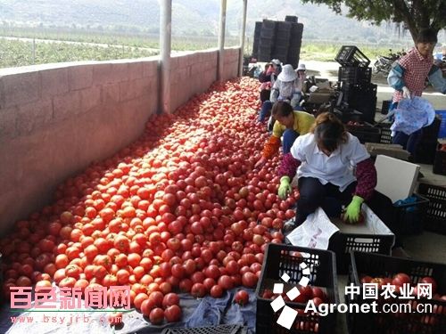 树番茄育种技术