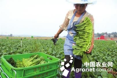 芹菜种植技术视频