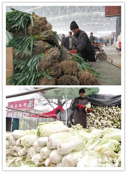 绿秀西兰花种子中国代理商