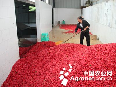 红帽蒜苔育种技术