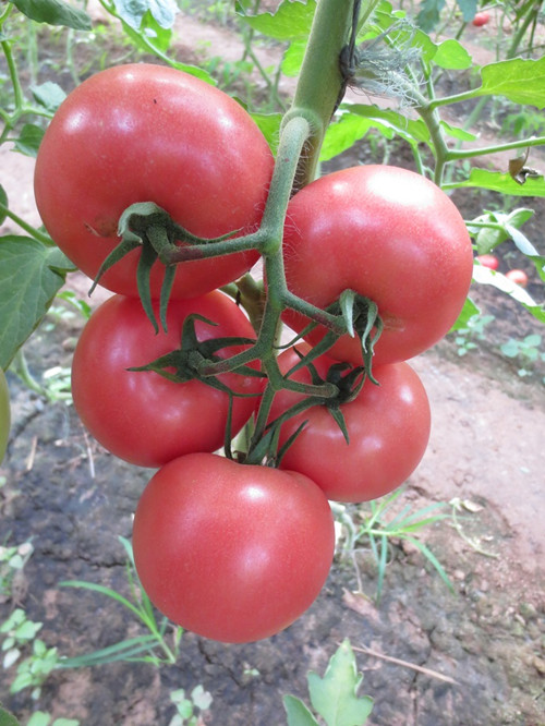 吉诺比利番茄好吃吗