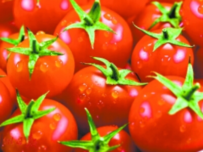 西红柿果实病害图谱