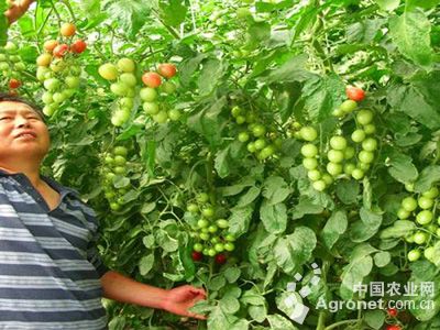 大红泡椒种植技术和管理