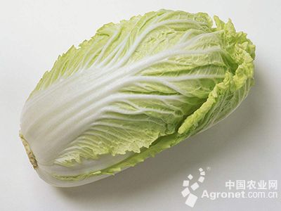 白菜菜苔图片