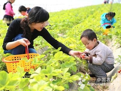 秋黄白菜种植技术