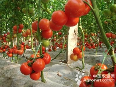 黄罗曼西红柿种植技术