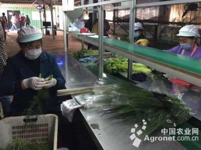 韩国白萝卜种植技术