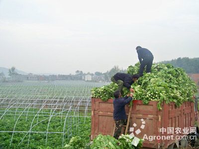 欧盾番茄育苗技术