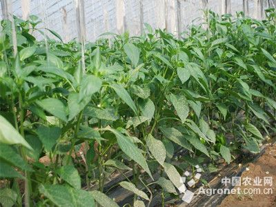 绿柄黑龙茄子育苗温室建造