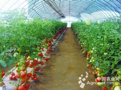 粉太郎西红柿的产地