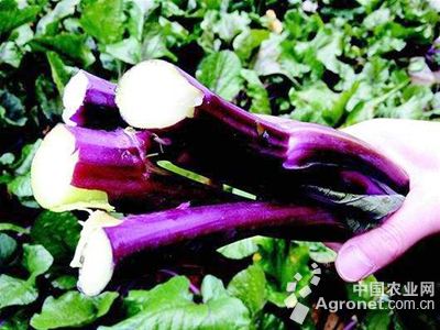 紫花油豆角多少钱一斤