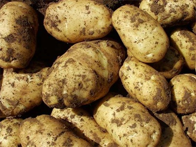 板栗薯是什么品种