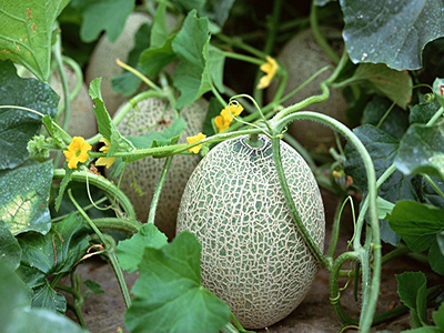 紫薯苗的种植方法