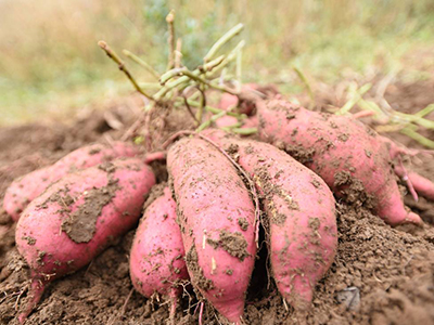烟薯26红薯施肥技术