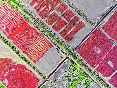 红葱种植技术视频