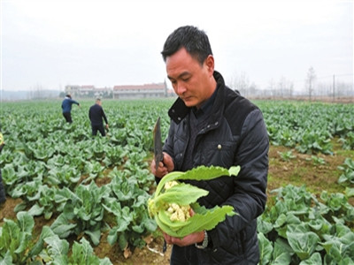 北京香菜病虫害防治
