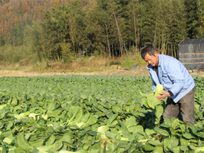 潍县萝卜种植技术