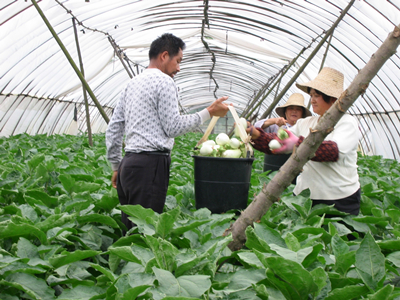 潍县萝卜种植管理方法