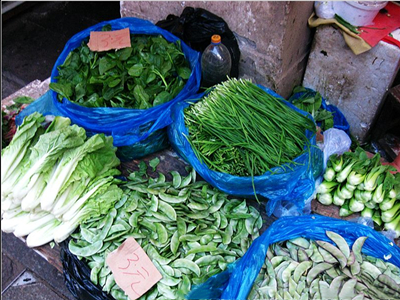 缅甸玉米种子采购