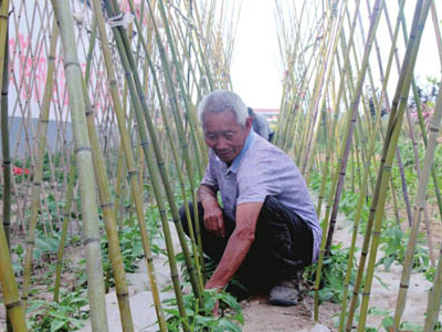 新鲜竹荪生产基地