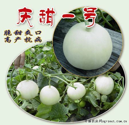 四季苔韭韭菜供应信息