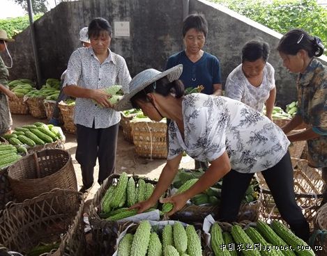 2019年缅甸玉米批发市场