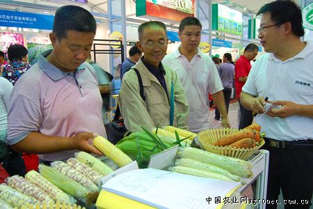 缅甸玉米病虫害及防治