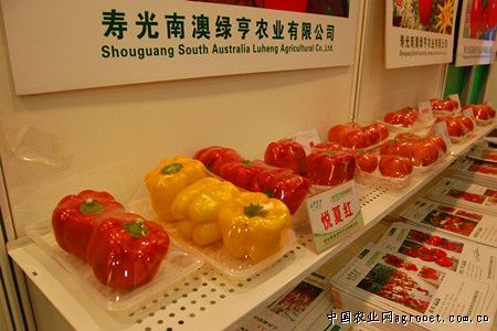 西红柿品种巨粉808